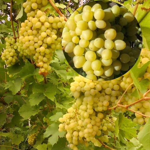 Vitis vinifera 'Alešenkin' - Harilik viinapuu 'Alešenkin' C4/4L